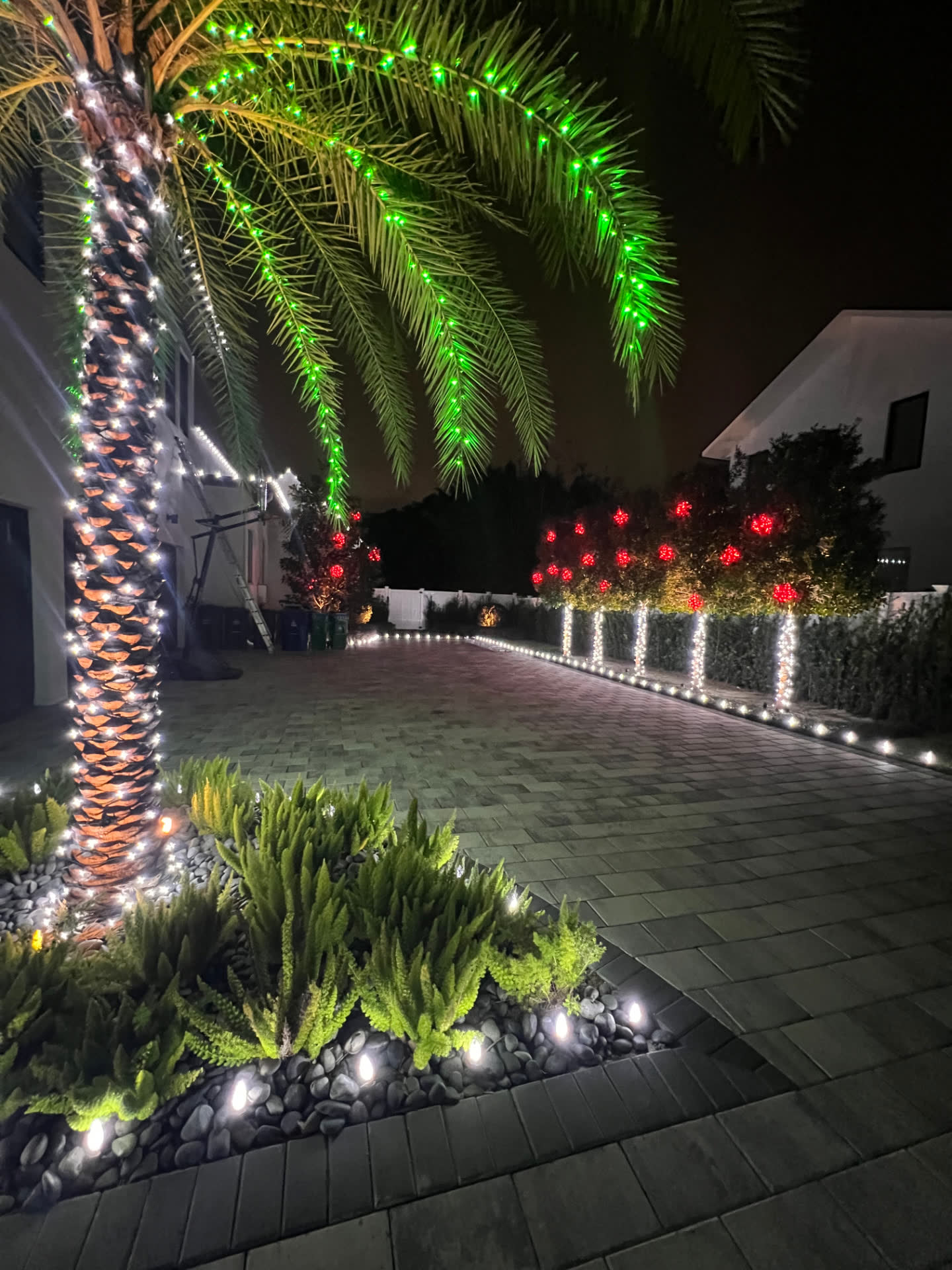 The same home lit for Christmas — green-lit palm, white-wrapped trunks and red accents along the driveway