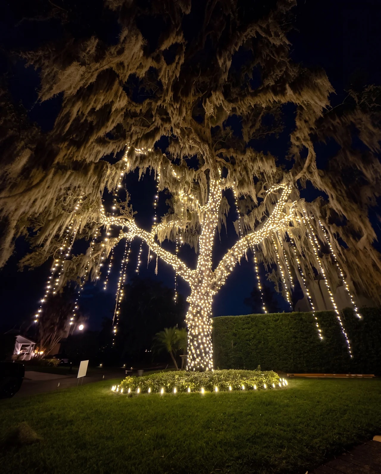 Wrapped oaks — Christmas light installation in Winter Park, FL by Hang & Glow Crew